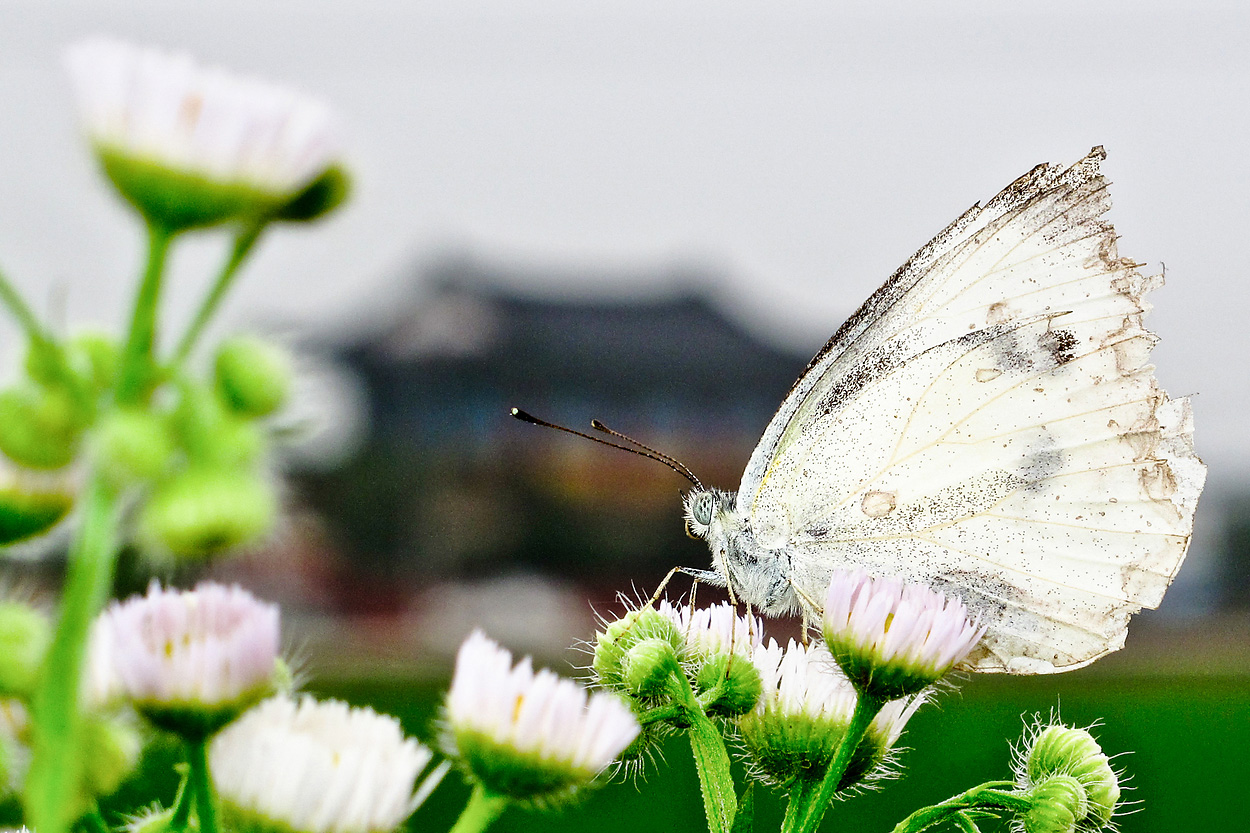 2010-06-28-나비 소경.jpg